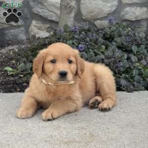 Bella, Golden Retriever Puppy