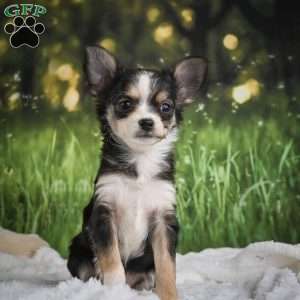 Precious, Chihuahua Puppy