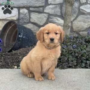 Baby, Golden Retriever Puppy