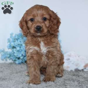 Kameron, Cockapoo Puppy