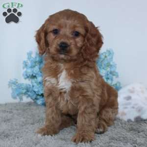Kameron, Cockapoo Puppy