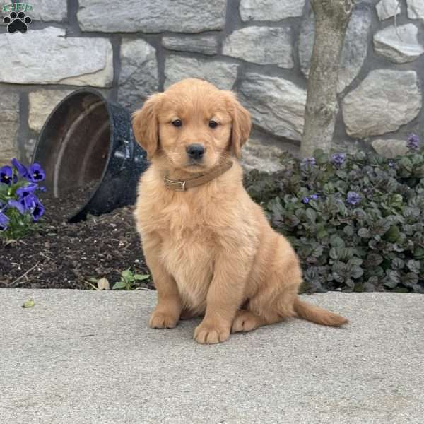 Baby, Golden Retriever Puppy