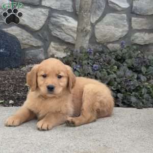 Baby, Golden Retriever Puppy
