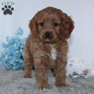 Kameron, Cockapoo Puppy