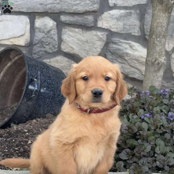 Bambi, Golden Retriever Puppy