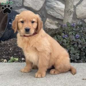 Bambi, Golden Retriever Puppy