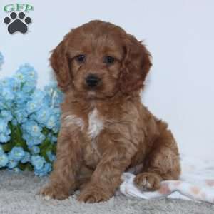 Kameron, Cockapoo Puppy