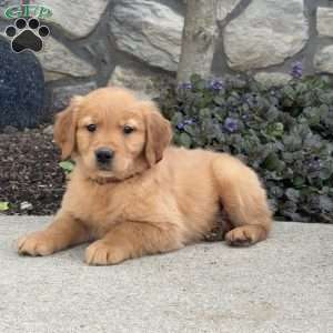 Bambi, Golden Retriever Puppy