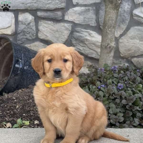 Blossom, Golden Retriever Puppy