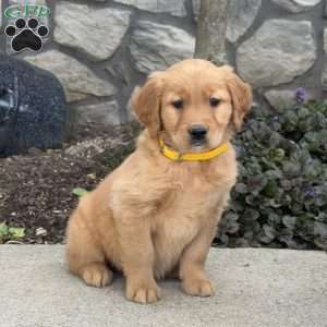 Blossom, Golden Retriever Puppy