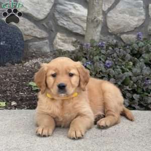 Blossom, Golden Retriever Puppy
