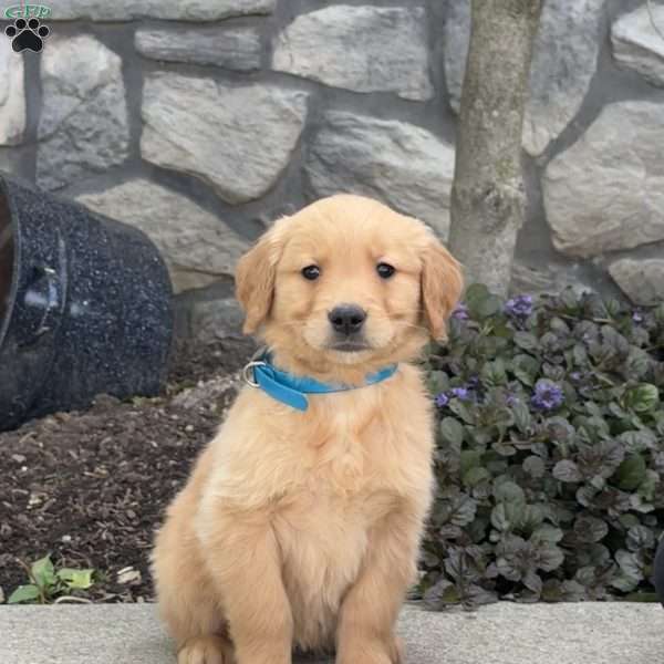Birdie, Golden Retriever Puppy
