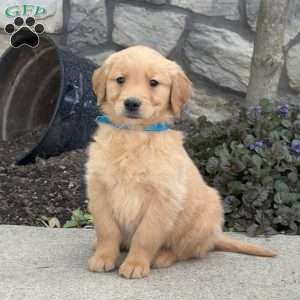Birdie, Golden Retriever Puppy
