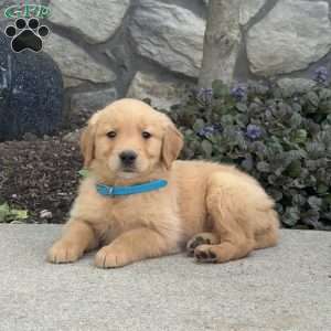 Birdie, Golden Retriever Puppy
