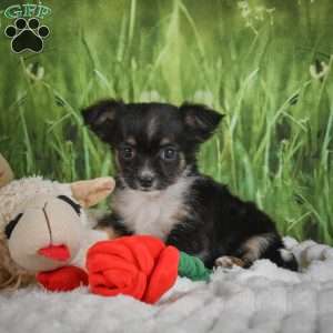 Paige, Chihuahua Puppy