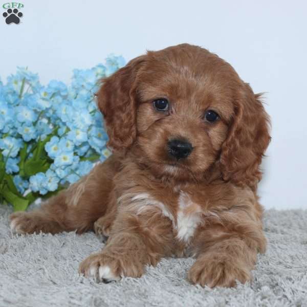 Kameron, Cockapoo Puppy