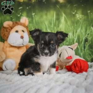Paige, Chihuahua Puppy