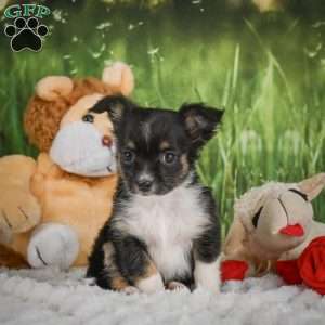 Paige, Chihuahua Puppy