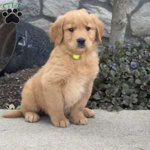 Blondie, Golden Retriever Puppy