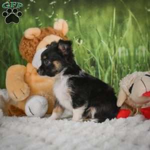 Paige, Chihuahua Puppy