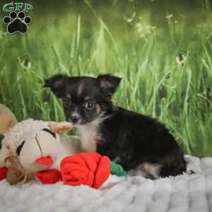 Paige, Chihuahua Puppy