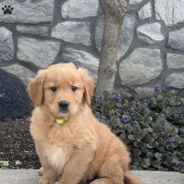 Blondie, Golden Retriever Puppy