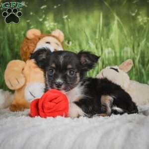 Paige, Chihuahua Puppy