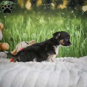 Paige, Chihuahua Puppy