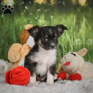 Paige, Chihuahua Puppy