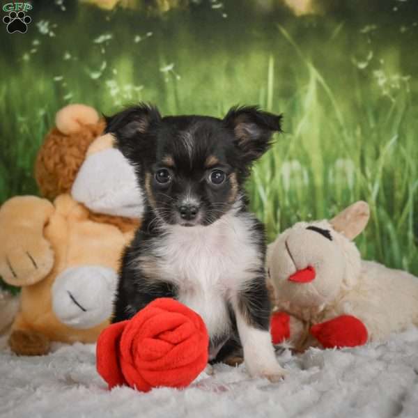 Paige, Chihuahua Puppy