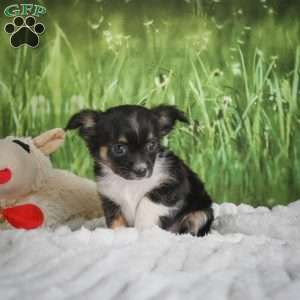 Paige, Chihuahua Puppy