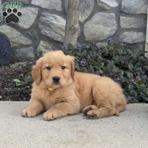 Blondie, Golden Retriever Puppy