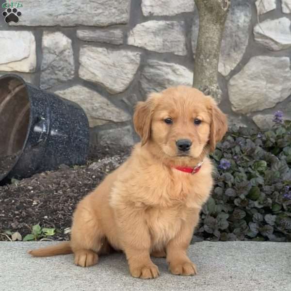 Buttercup, Golden Retriever Puppy