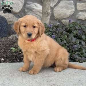 Buttercup, Golden Retriever Puppy