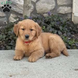 Buttercup, Golden Retriever Puppy
