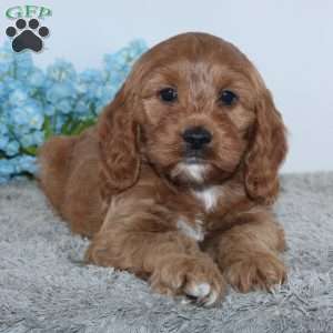 Konner, Cockapoo Puppy