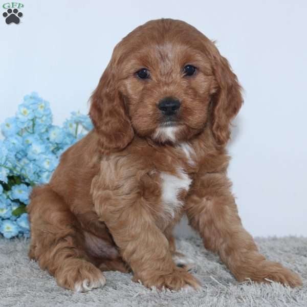 Konner, Cockapoo Puppy