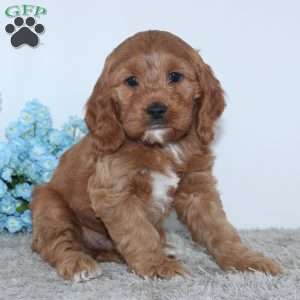 Konner, Cockapoo Puppy