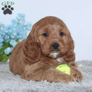 Konner, Cockapoo Puppy