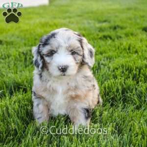 Marigold, Mini Sheepadoodle Puppy