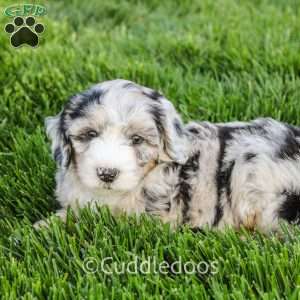 Marigold, Mini Sheepadoodle Puppy