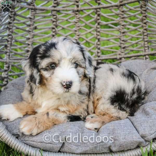 Marigold, Mini Sheepadoodle Puppy