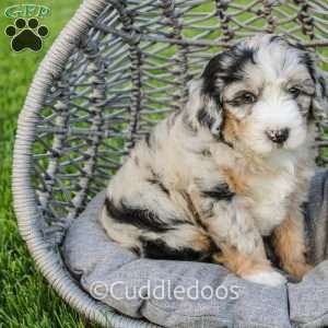 Marigold, Mini Sheepadoodle Puppy