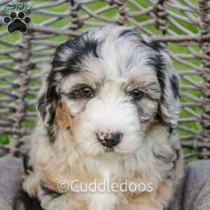 Marigold, Mini Sheepadoodle Puppy