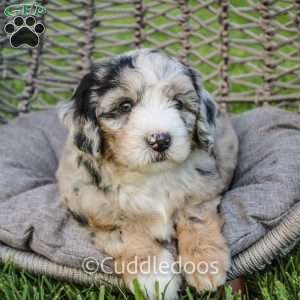 Marigold, Mini Sheepadoodle Puppy