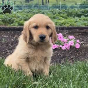 Popeye, Golden Retriever Puppy