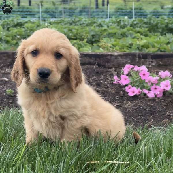 Popeye, Golden Retriever Puppy