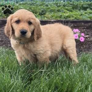Popeye, Golden Retriever Puppy