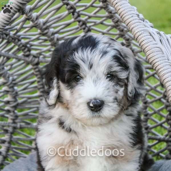 Zinnia, Mini Sheepadoodle Puppy