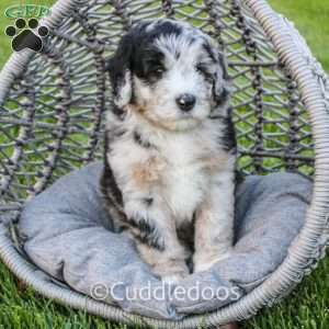 Zinnia, Mini Sheepadoodle Puppy